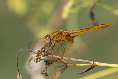 Crocothemis erythraea (f.)