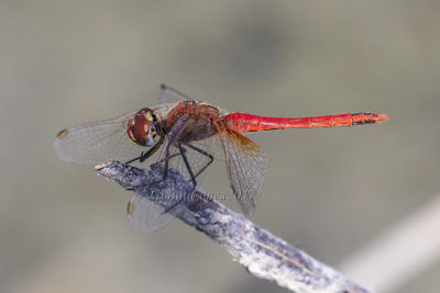 Sympetrum fonscolombii (m.)