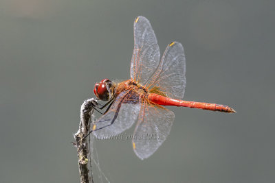 Sympetrum fonscolombii (m.)