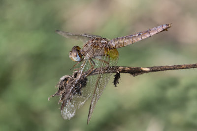 Crocothemis erythraea (f.)