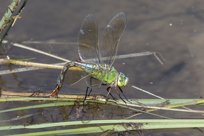 Anax imperator (f.)