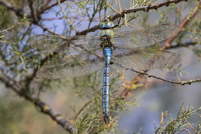  Anax imperator  (m.)