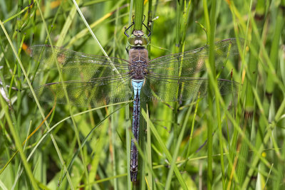 Anax parthenope  (m.)