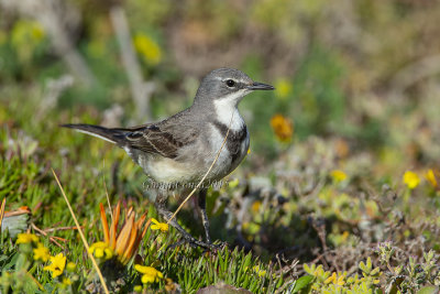 Cape Wagtail 