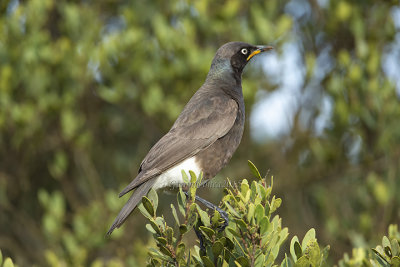 Pied Starling