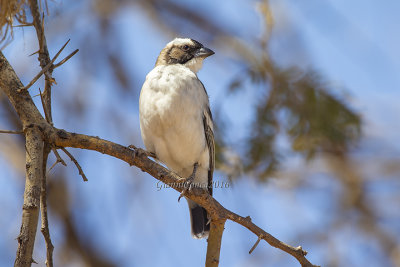 White-browed Sparrow-weaver 