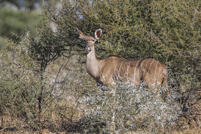 Greater Kudu (f.)