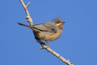 Western Subalpine Warbler (m.)