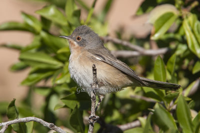 Western Subalpine Warbler (f.)