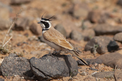 Temminck's Lark (m.)