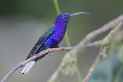 Violet Sabrewing