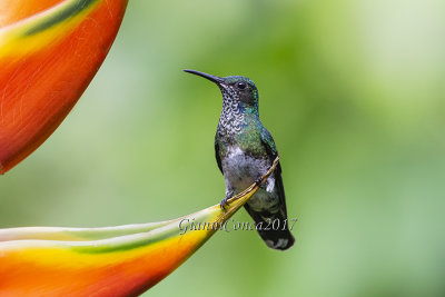 White-necked Jacobin (f.)