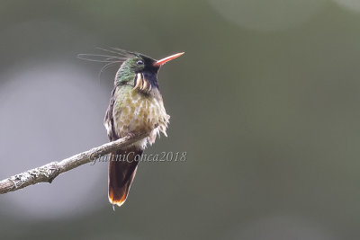 Black-crested Coquette (m.)