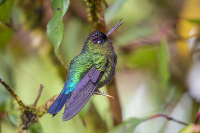 Volcano Hummingbird  (m.)