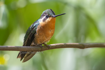 Purple-throated Mountaingem