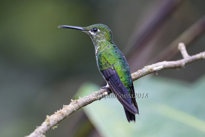 Green-crowned Brilliant (f.)