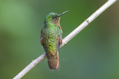 Chestnut-breasted Coronet (m.)