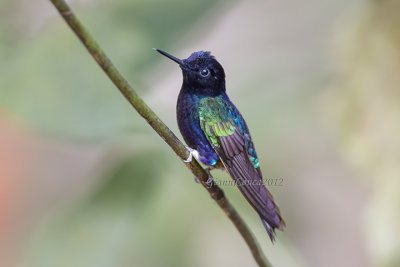 Velvet-purple Coronet (m.)