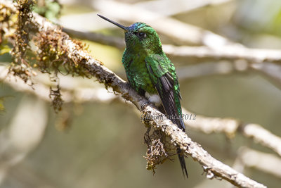 Sapphire-vented Puffleg (m.)