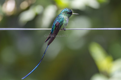 Long-tailed Sylph (m.)