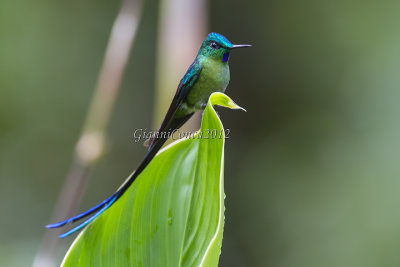 Long-tailed Sylph (m.)