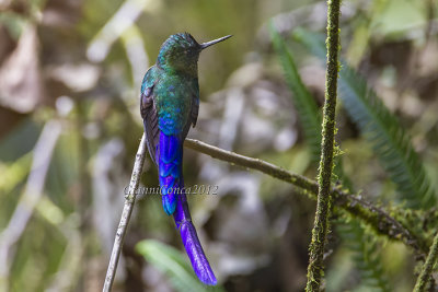 Violet-tailed Sylph (m.)
