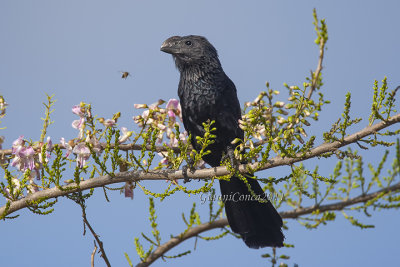 Smooth-billed Ani