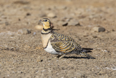 Pin-tailed Sandgrouse (f.)