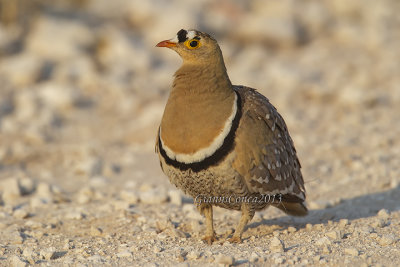 Double-banded Sandgrouse (m.)
