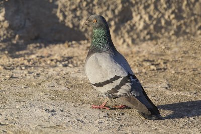 Common Pigeon (domestic)