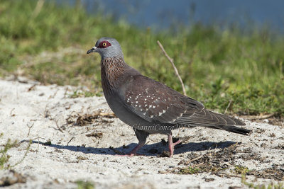 Speckled Pigeon 