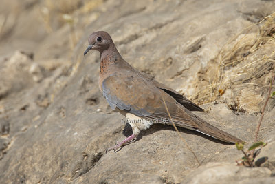Laughing Dove