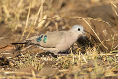 Emerald-spotted Wood Dove