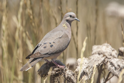 Eared Dove