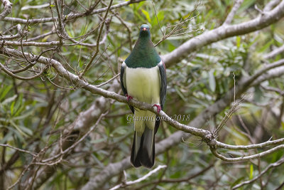 New Zealand Pigeon 