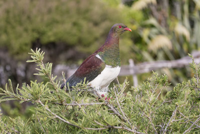 New Zealand Pigeon 