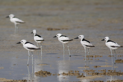 Dromadidae
