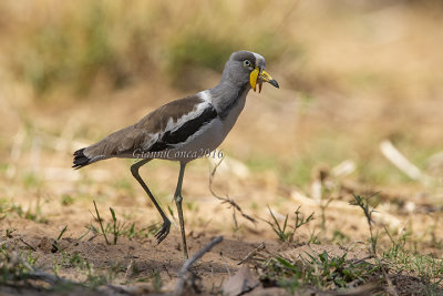 White-headed Lapwing