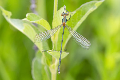 Chalcolestes viridis (m.)