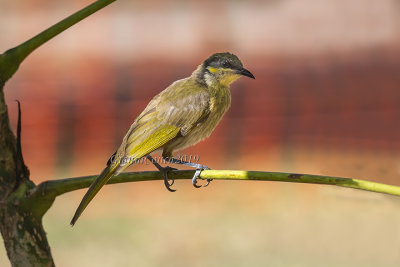 Varied Honeyeater