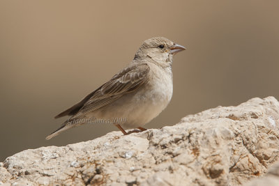 Pale Rock Sparrow