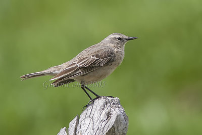 Caucasian Water Pipit