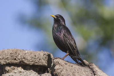 Common Starling