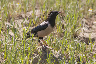 Rosy Starling