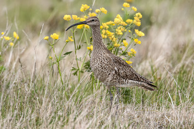 Iceland Whimbrel 