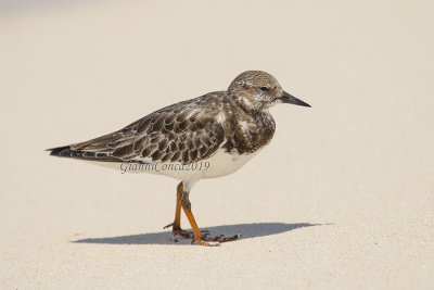 Ruddy Turnstone (Juv.)