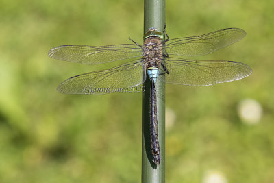 Anax parthenope  (m.)