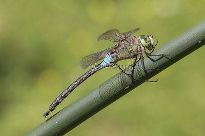 Anax parthenope  (m.)