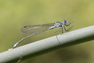 Lestes dryas (m.)