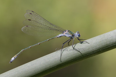 Lestes dryas (m.)
